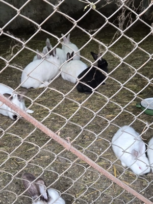 Vând iepuri. Uriaș de transilvania, califarnieni, hycole francez și fluture german - imagine 4