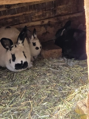 Vând iepuri. Uriaș de transilvania, califarnieni, hycole francez și fluture german - imagine 3