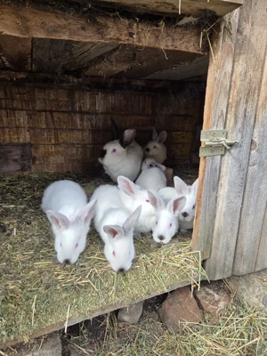 Vând iepuri. Uriaș de transilvania, califarnieni, hycole francez și fluture german - imagine 5