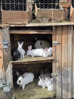 Vând iepuri. Uriaș de transilvania, califarnieni, hycole francez și fluture german