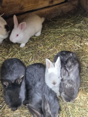 Vând iepuri. Uriaș de transilvania, califarnieni, hycole francez și fluture german - imagine 2