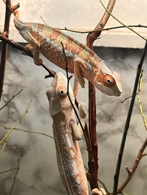 Vand perechi cameleoni