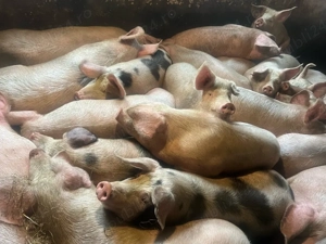 vand soldani - imagine 5