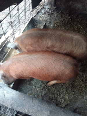 Purcei metis de duroc cu pietran  - imagine 3