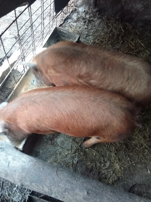 Purcei metis de duroc cu pietran  - imagine 2