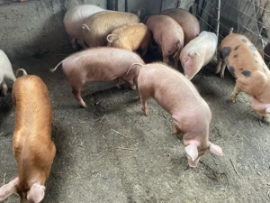 vand purcei - imagine 3