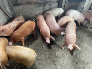 vand purcei - imagine 5