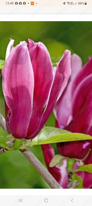 vanzare magnolie la ghiveci