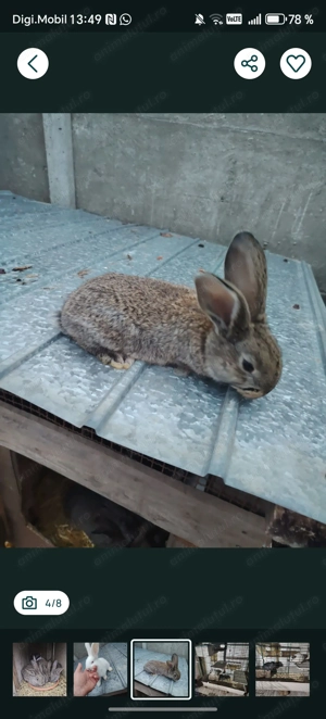 Iepurasi uriaș german, chinchila și porcușori de Guineea - imagine 4