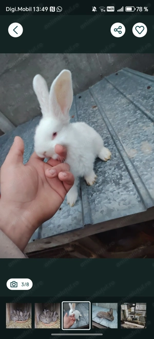 Iepurasi uriaș german, chinchila și porcușori de Guineea - imagine 3