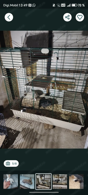 Iepurasi uriaș german, chinchila și porcușori de Guineea - imagine 5