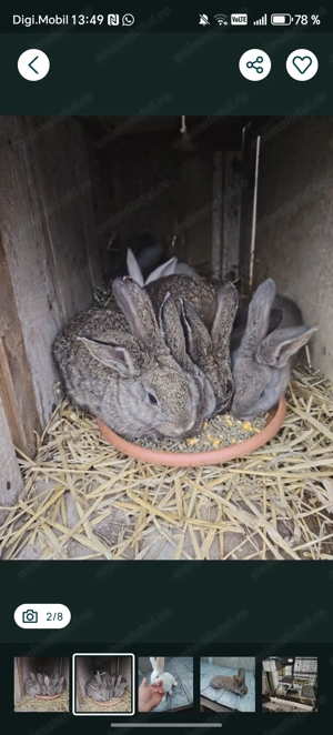 Iepurasi uriaș german, chinchila și porcușori de Guineea - imagine 2