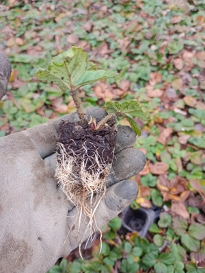 Stoloni de căpșuni la alveola
