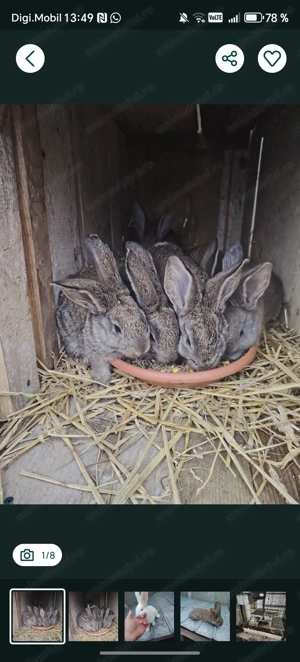Iepurasi uriaș german, chinchila și porcușori de Guineea