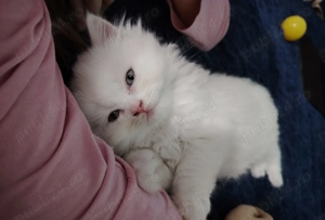 Motănel British Longhair