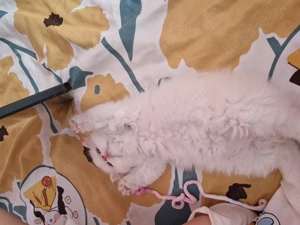 Motănel British Longhair - imagine 2