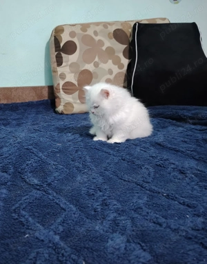 Motănel British Longhair - imagine 3