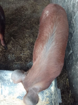 Porci Duroc rasă pură  - imagine 5