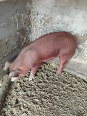 Porci Duroc rasă pură  - imagine 4