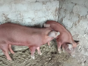 Porci Duroc rasă pură  - imagine 2