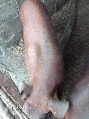 Porci Duroc rasă pură  - imagine 3