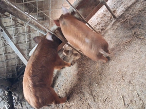 Vind  2 soldanasi duroc ,castrati si deparazitati,pret 650,700 lei - imagine 3