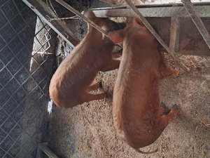 Vind  2 soldanasi duroc ,castrati si deparazitati,pret 650,700 lei - imagine 4