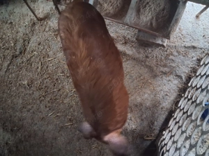 Vind  2 soldanasi duroc ,castrati si deparazitati,pret 650,700 lei - imagine 5