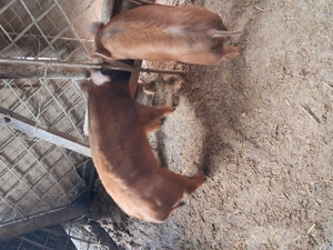 Vind  2 soldanasi duroc ,castrati si deparazitati,pret 650,700 lei - imagine 2