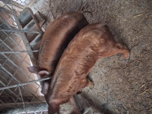 Vind  2 soldanasi duroc ,castrati si deparazitati,pret 650,700 lei