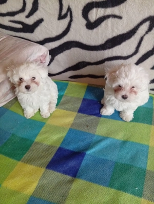 Bichoni maltezi - imagine 2