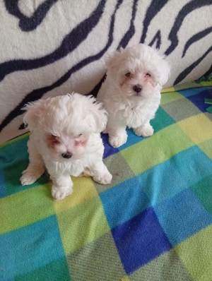 Bichoni maltezi - imagine 3