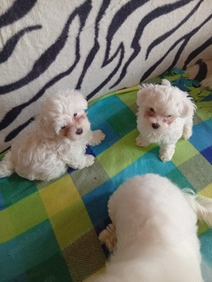 Bichoni maltezi - imagine 5