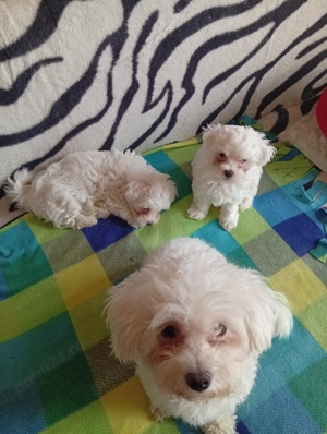 Bichoni maltezi - imagine 4