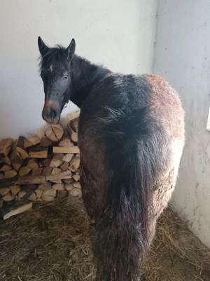 mânză 7 luni sură cuminte si blanda - imagine 4