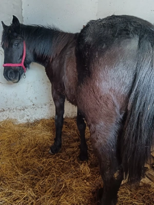 vand mânz din semingreu cu Huțul  - imagine 2