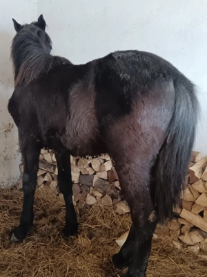 vand mânz din semingreu cu Huțul  - imagine 4