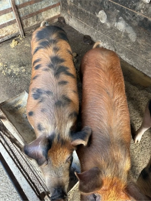 porti de vanzare  - imagine 3