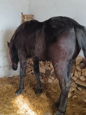 vand mânz din semingreu cu Huțul  - imagine 3