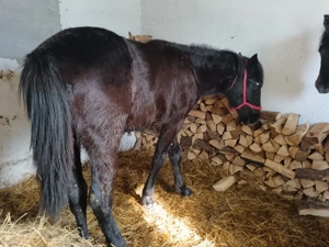 vand mânz din semingreu cu Huțul 