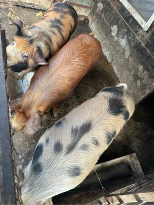 porti de vanzare  - imagine 4