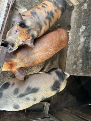 porti de vanzare  - imagine 2