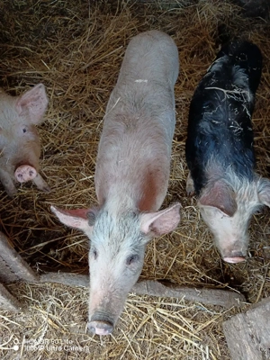 vand soldani!! - imagine 2