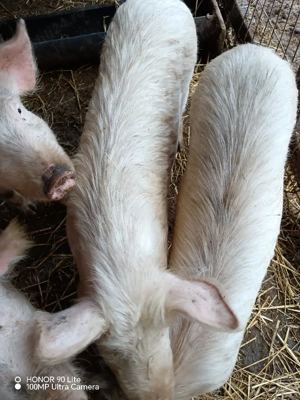 vand porci ! - imagine 2