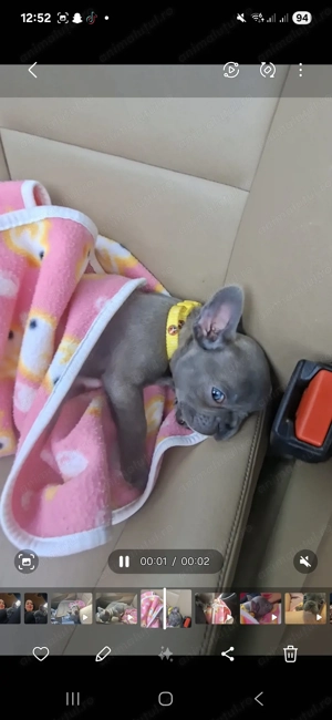 Bulldog francez blue femela - imagine 3