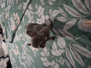 Bulldog francez blue femela