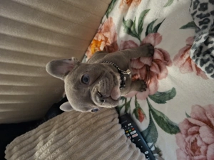 Bulldog francez blue femela - imagine 4