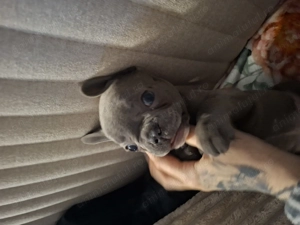 Bulldog francez blue femela - imagine 5