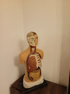 Bust anatomic educațional v - imagine 3