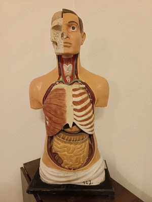 Bust anatomic educațional v - imagine 2